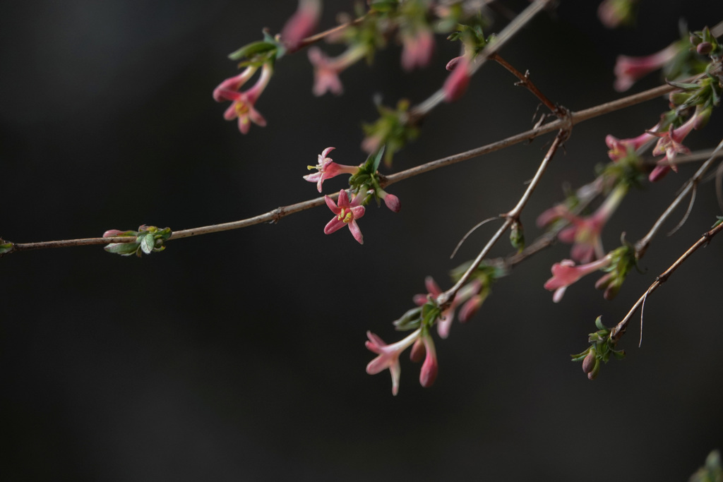 ウグイスカグラ