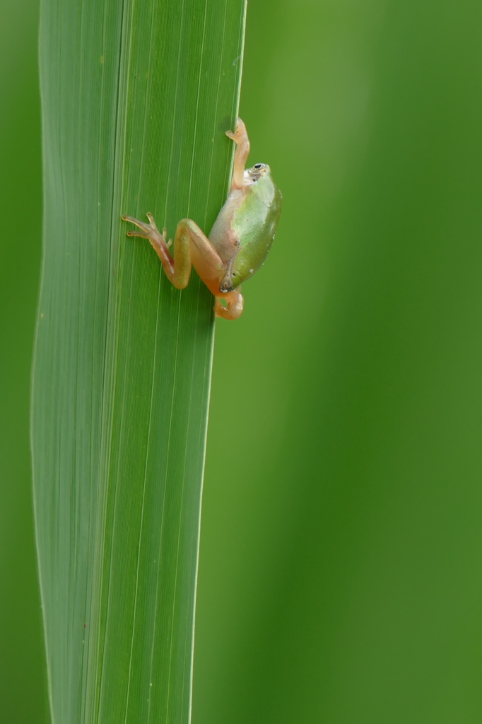 だ、だれか助けて｡｡｡