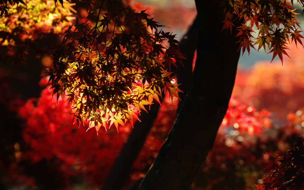 黄と紅と｡｡｡影
