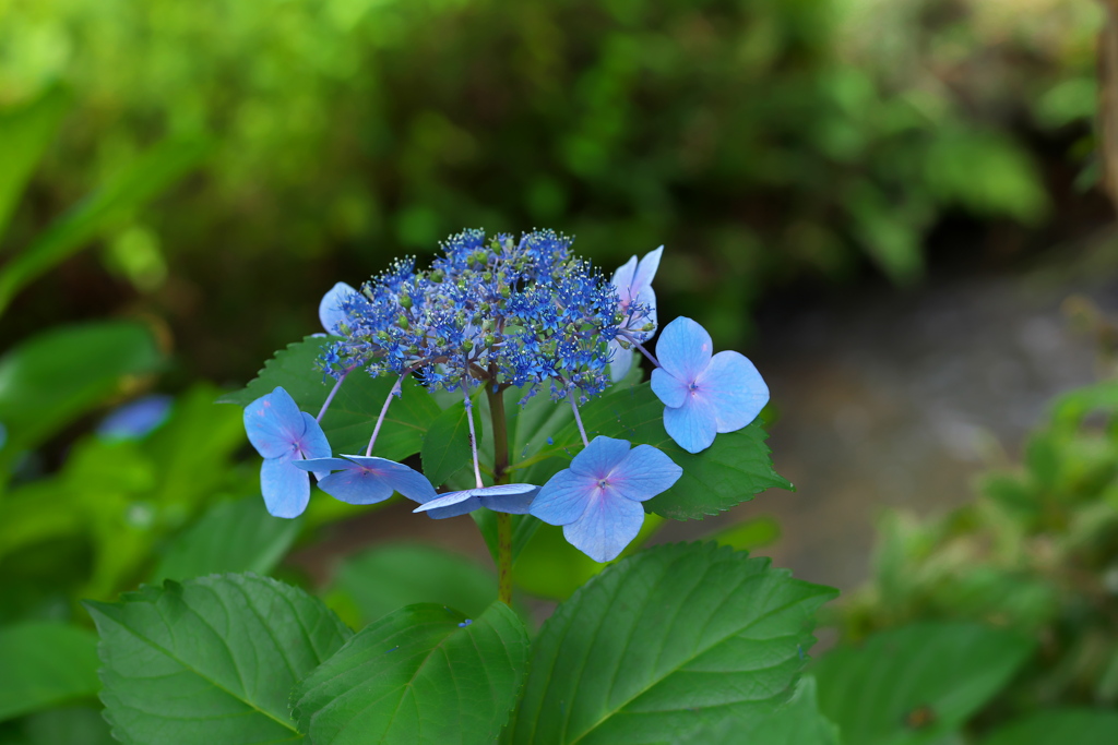 木陰のアジサイ