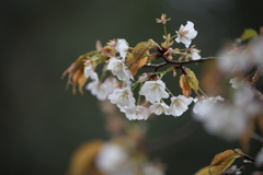 山桜