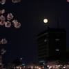 夜桜のスーパームーン