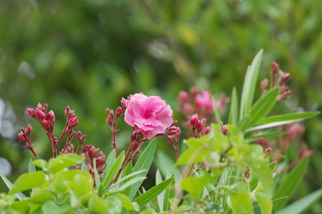 ピンクのキョウチクトウ