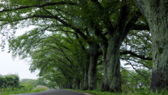 梅雨の桜並木道