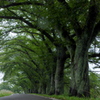 梅雨の桜並木道