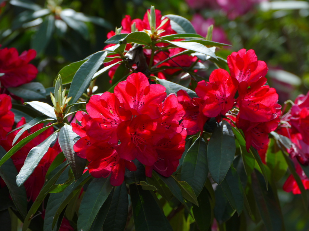 紅のシャクナゲ