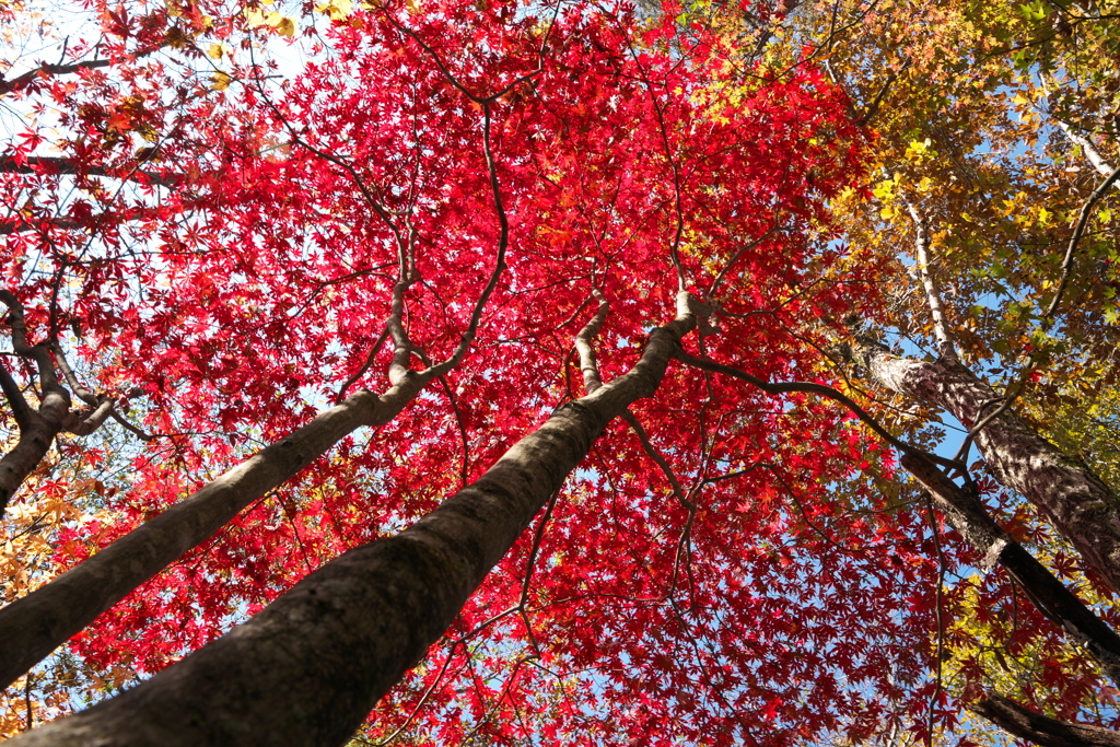 仰げば紅く