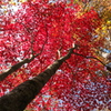 仰げば紅く