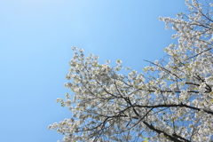 青い空と山の桜