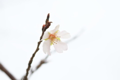 冬の桜