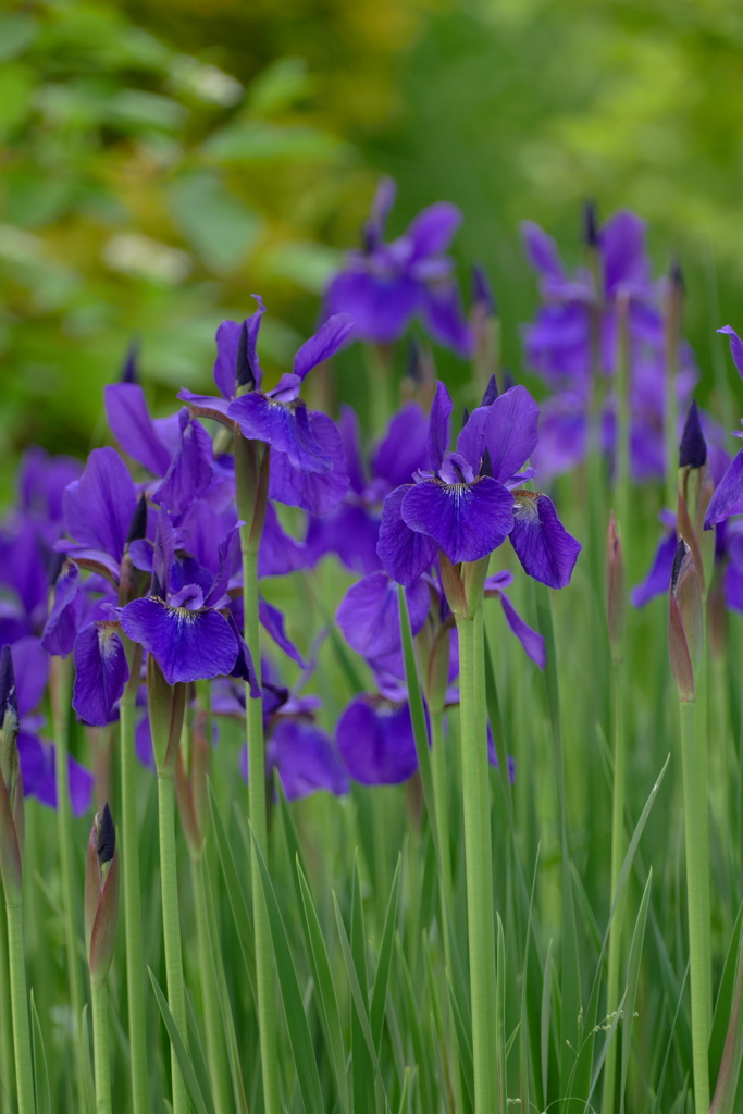 蒲山菖蒲
