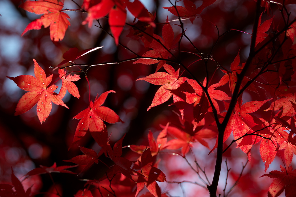 紅もみじ