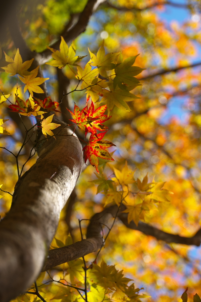 木陰の斑（まだら）染め