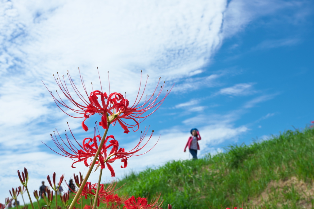 秋空彼岸花