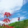 秋空彼岸花