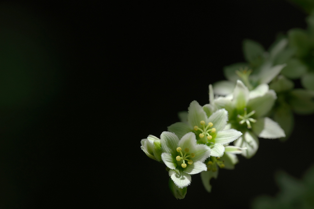 バイケイソウの　蕊