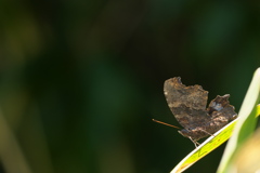 初夏の森　ルリタテハ