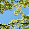 新緑と紅い羽根