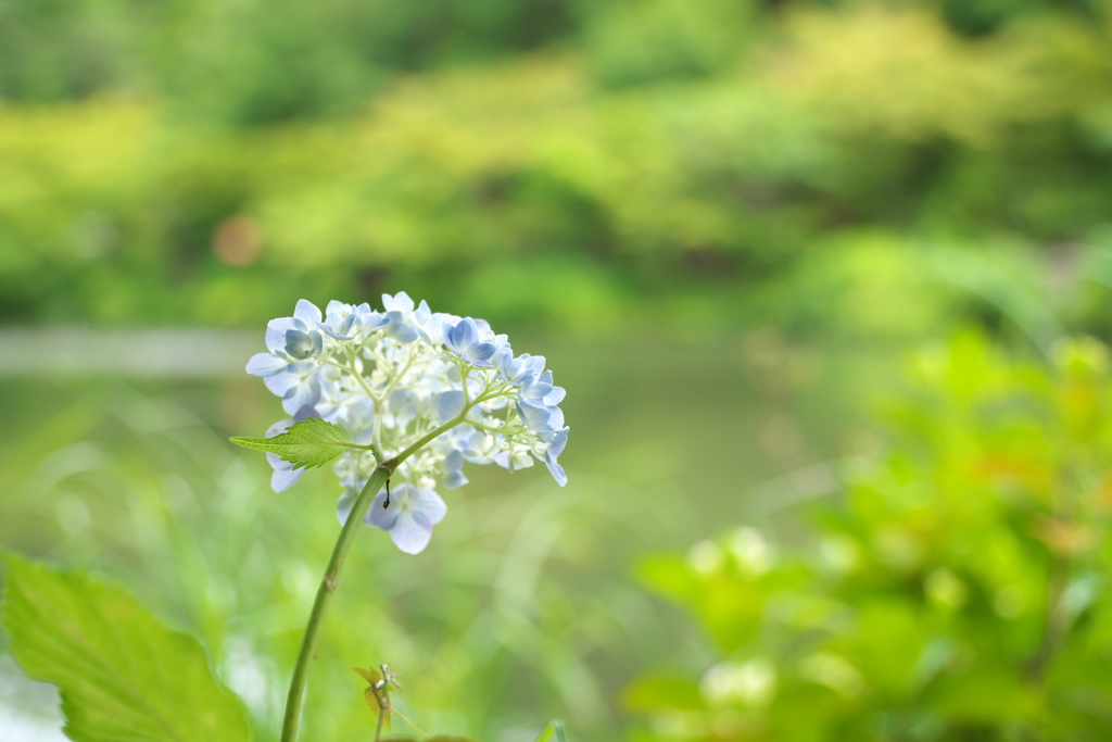 池のほとり