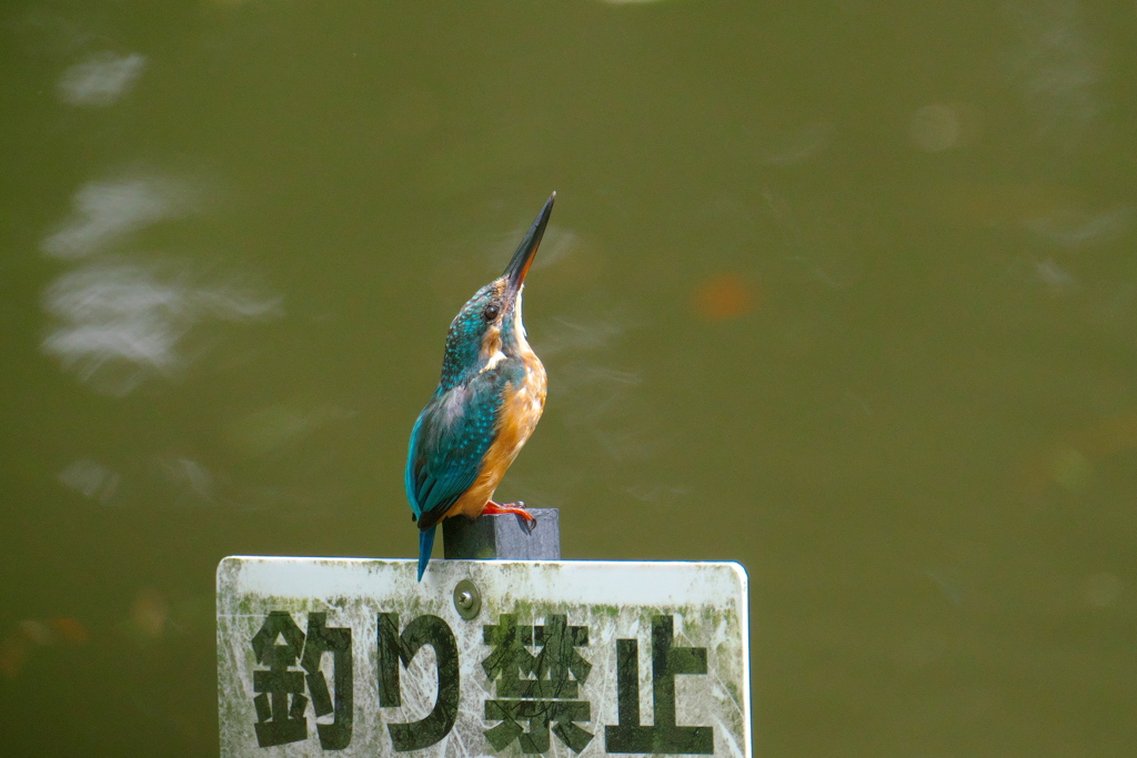 神様　どうかお願いです｡｡｡