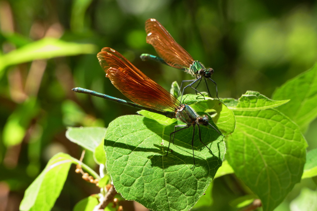 ♂アンタ、こっち見てる？　♀エッ？！