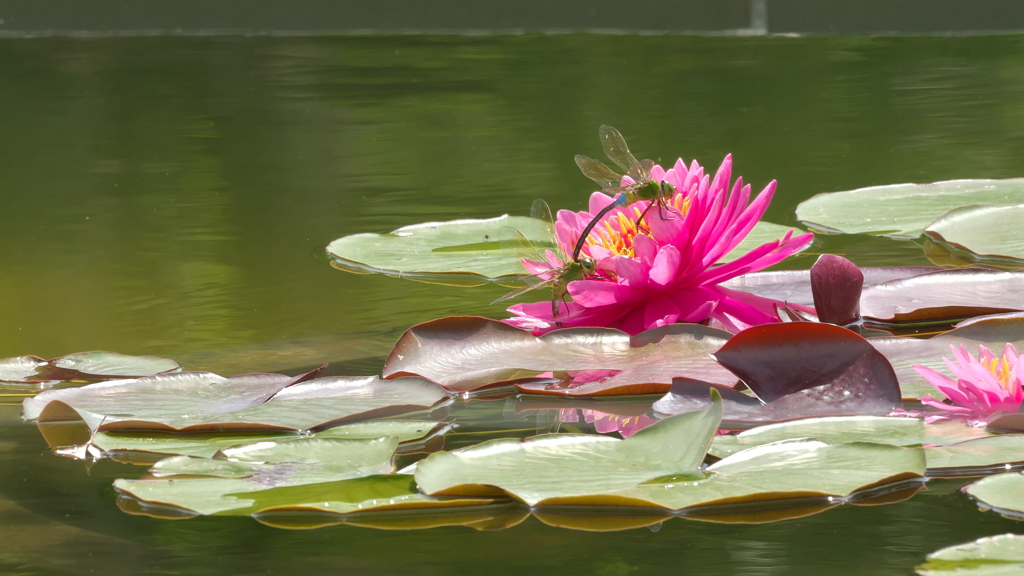 花に抱かれて