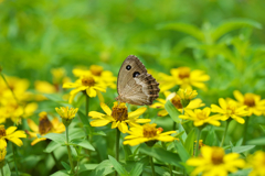 ジャノメチョウ 吸蜜