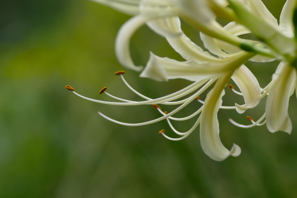 白花