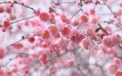 華やかに