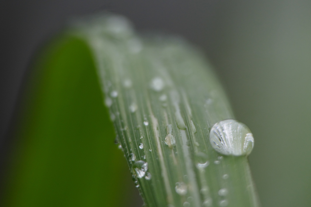 秋の雫
