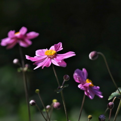 秋明菊