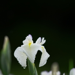 白花のしずく