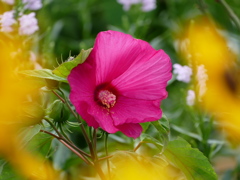 Pink !