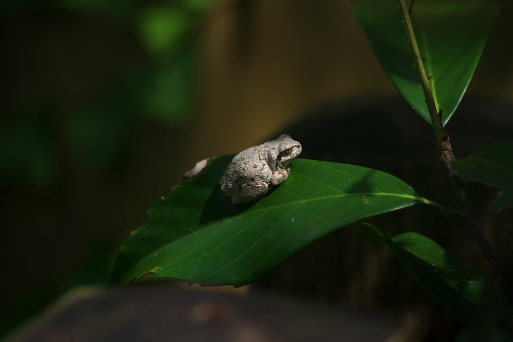 白のアマガエル