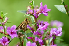 ニコっ｡｡｡しあわせ～♡