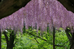藤の富士