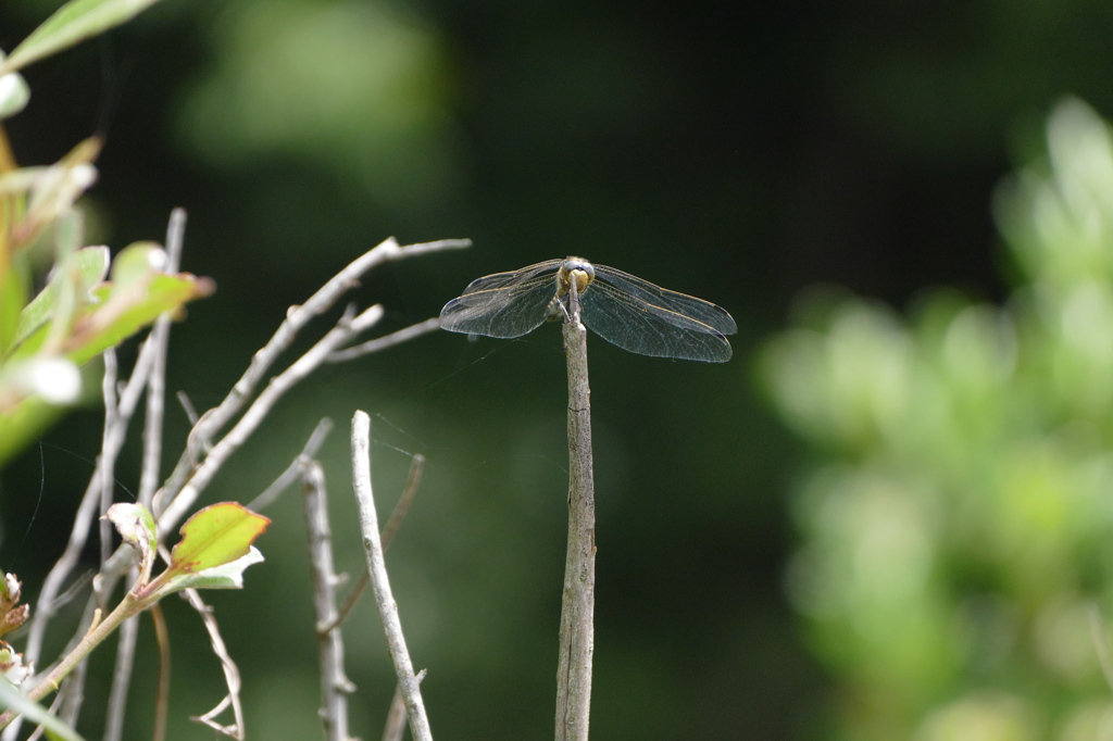 トンボの定番はここでしょ（＾＾）