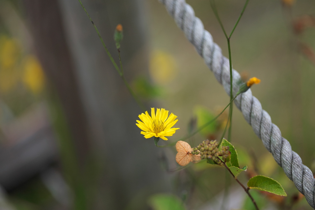 湿原の花