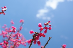 早春の空、寒緋桜