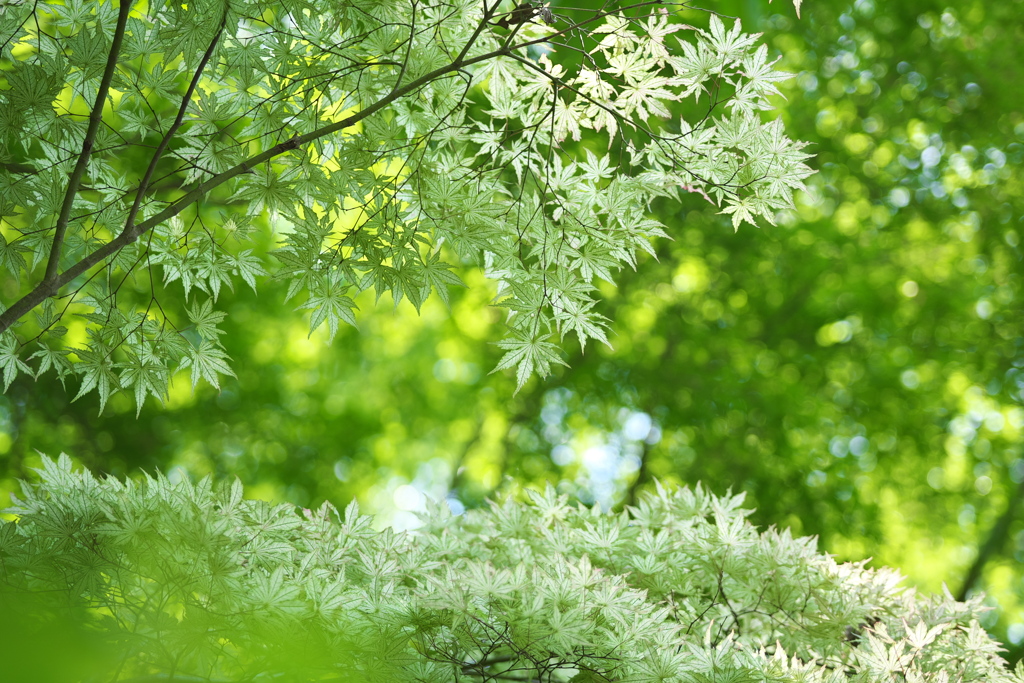 初夏の白葉（？）