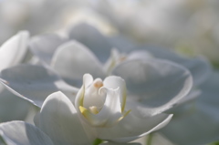 白の胡蝶蘭