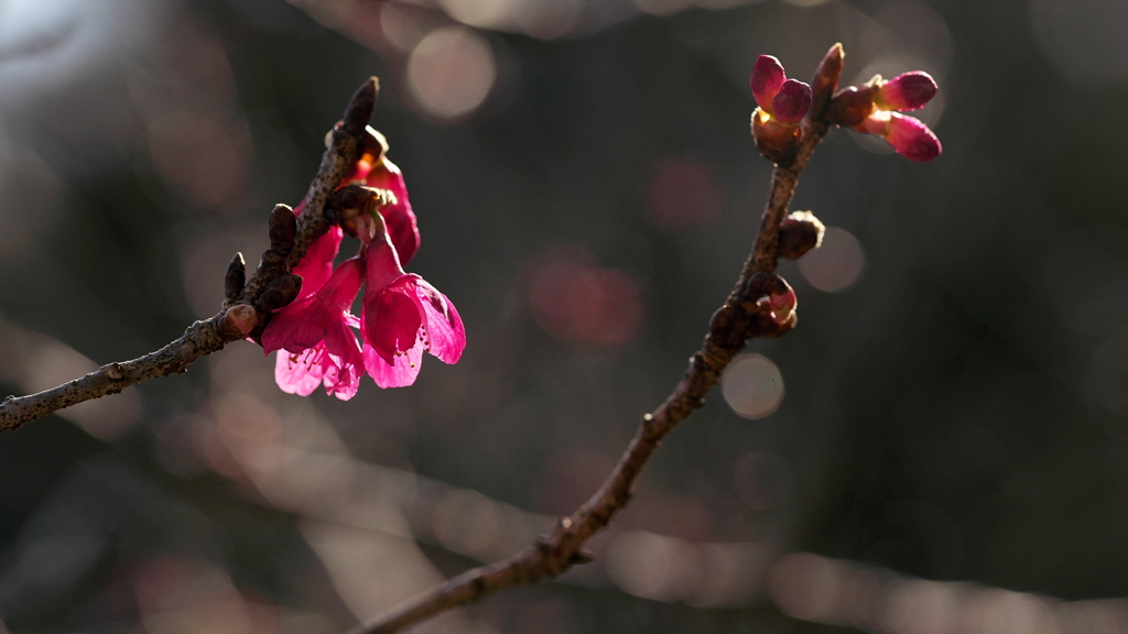 寒緋桜