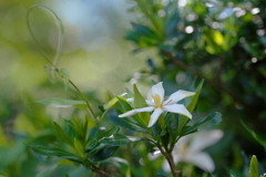 クチナシの花