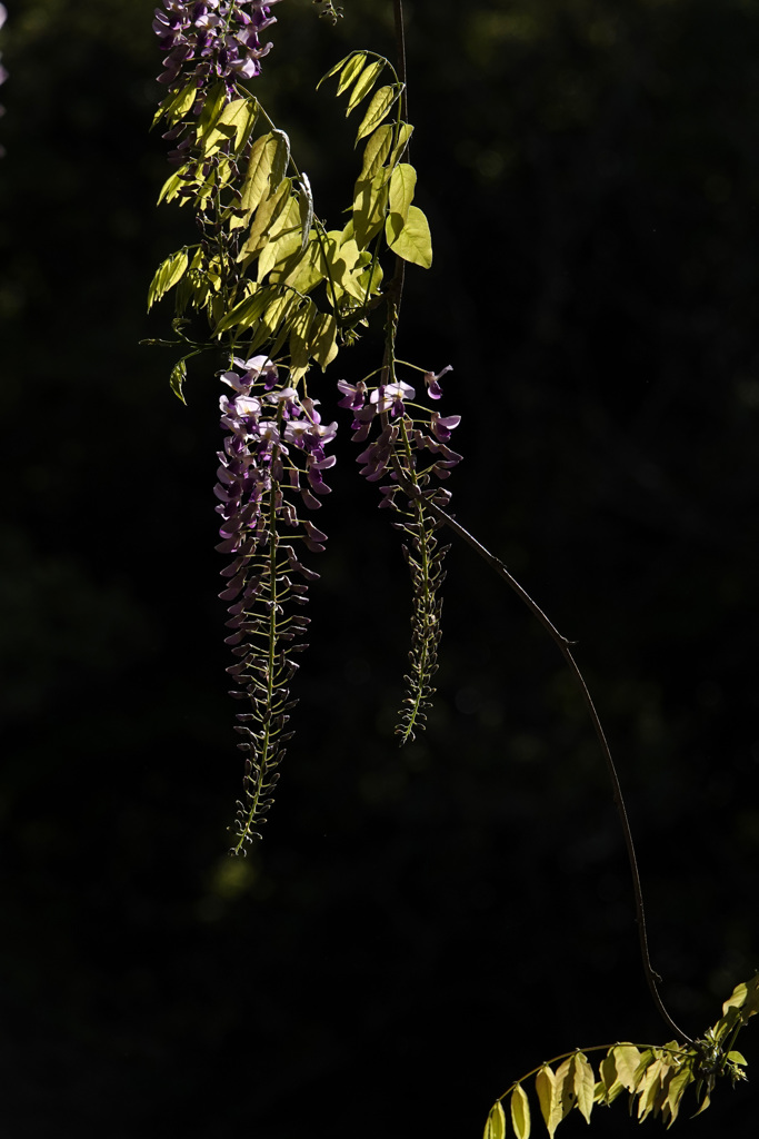 ゆらり、山の垂れ藤