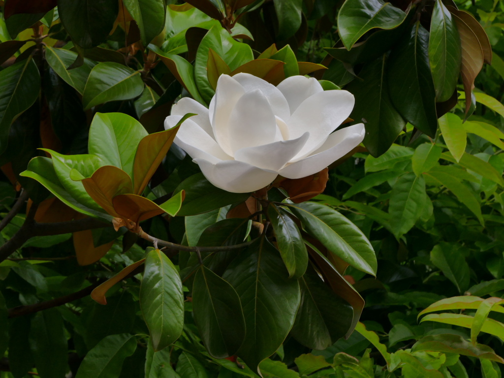 大っきいィ～！　タイサンボク