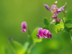 小さな萩の花