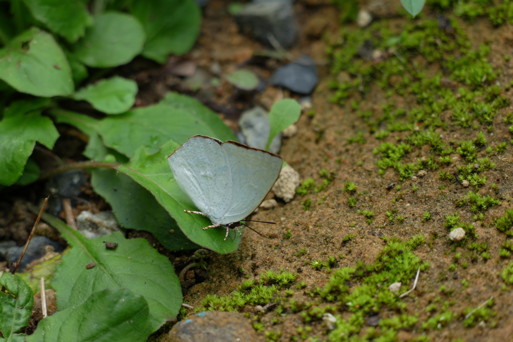 1）ウラギンだぁ｡｡｡