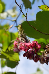 お気に入りの花