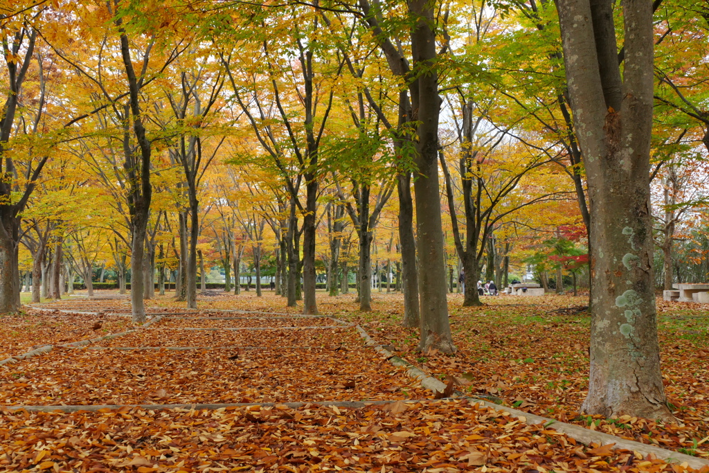 公園の秋 (3)