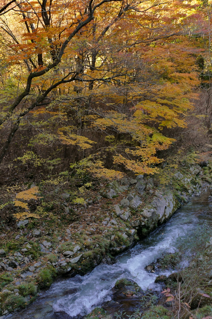 渓流沿いの秋